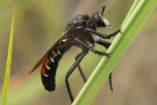 Große Wolfsfliege