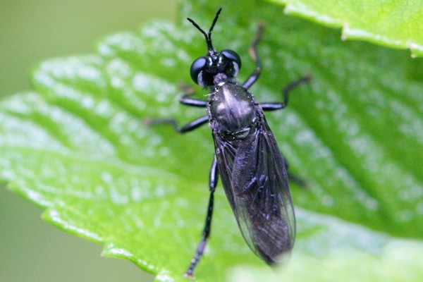 Schwarze Habichtsfliege