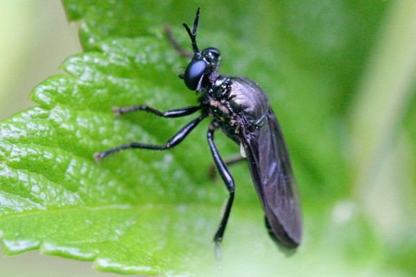 Schwarze Habichtsfliege