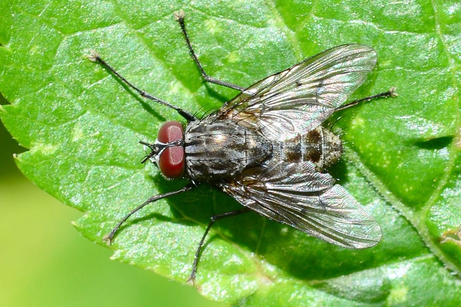 Helina evecta