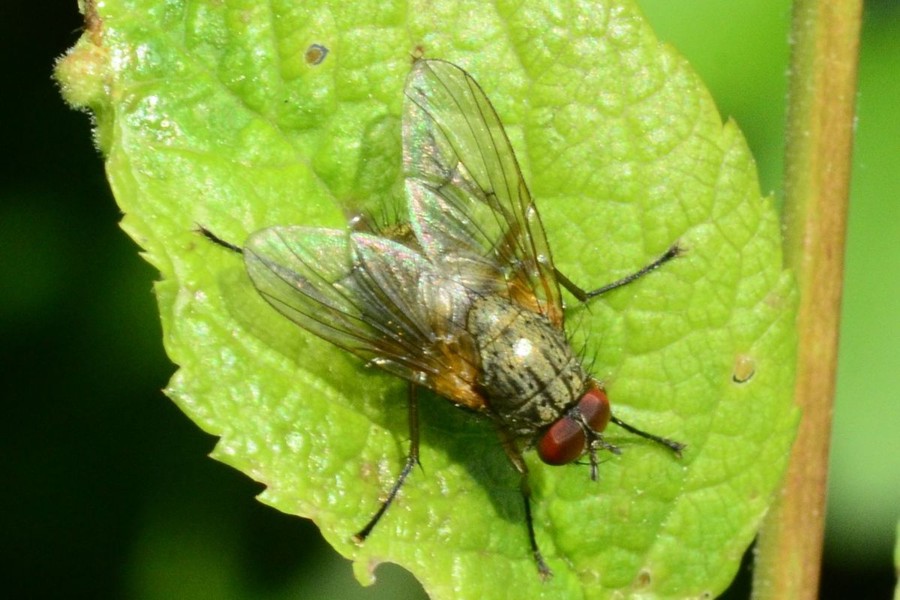 Helina impuncta