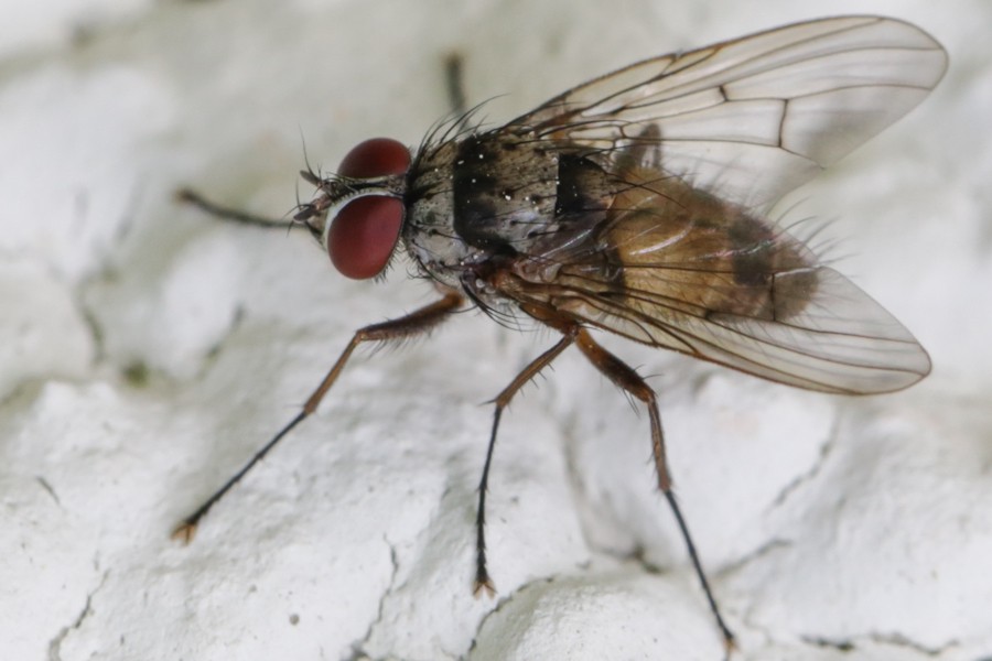 Helina sexmaculata