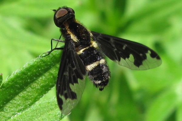 Hemipenthes maurus