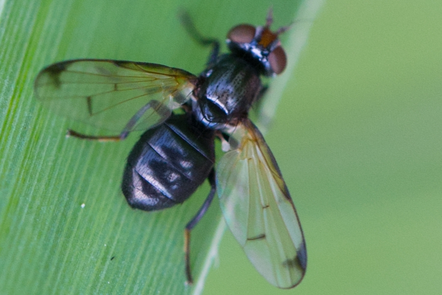 Herina palustris