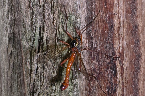 Holzschnake