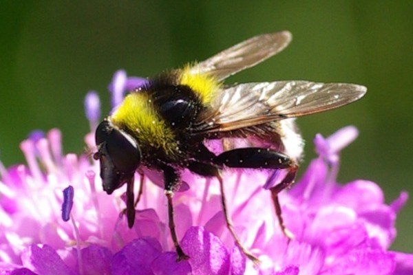 Hummel-Gebirgsschwebfliege