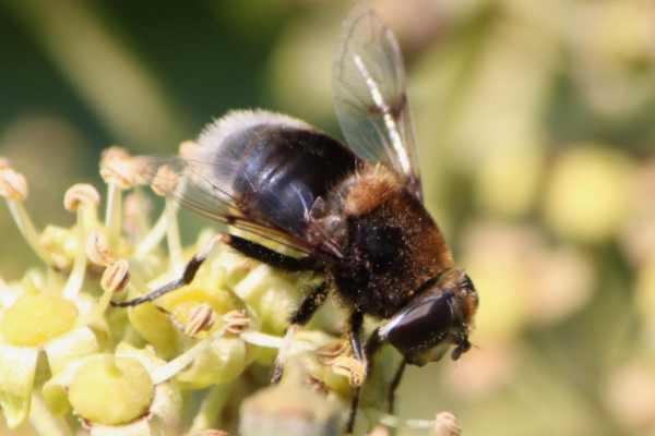 Hummel-Keilfleckschwebfliege