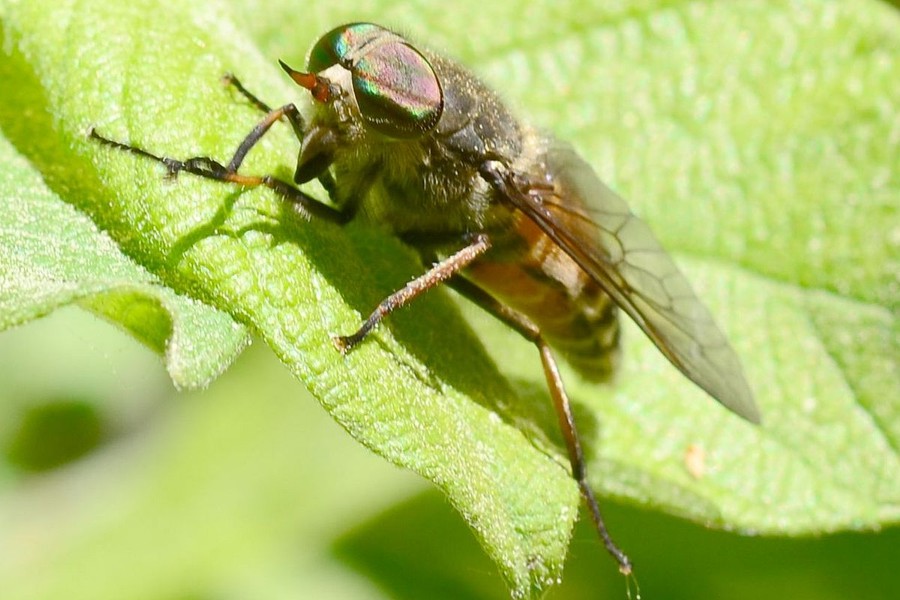 Hybomitra bimaculata