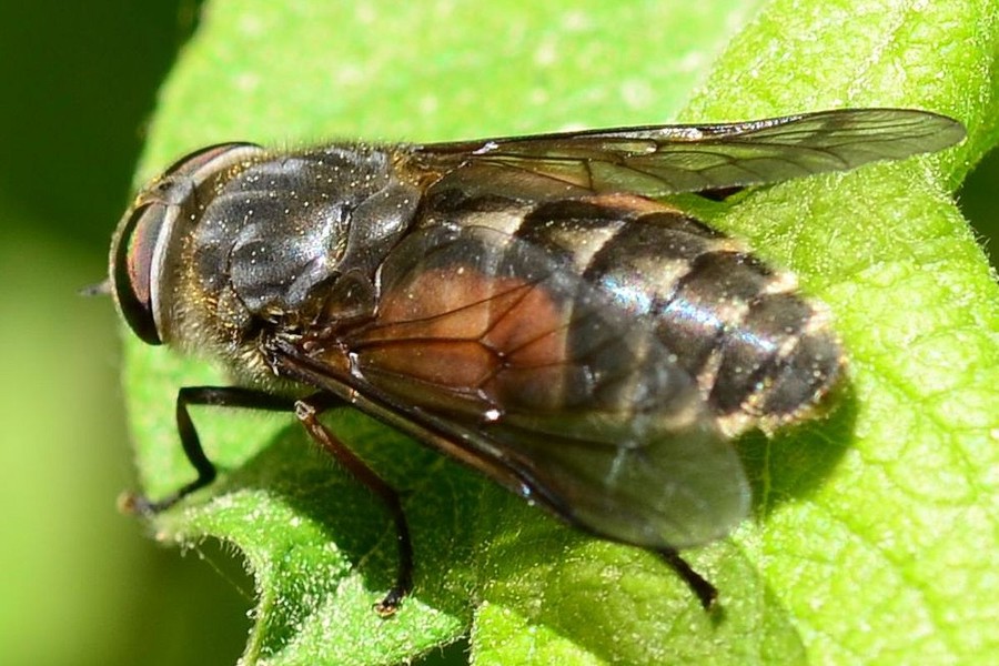 Hybomitra bimaculata