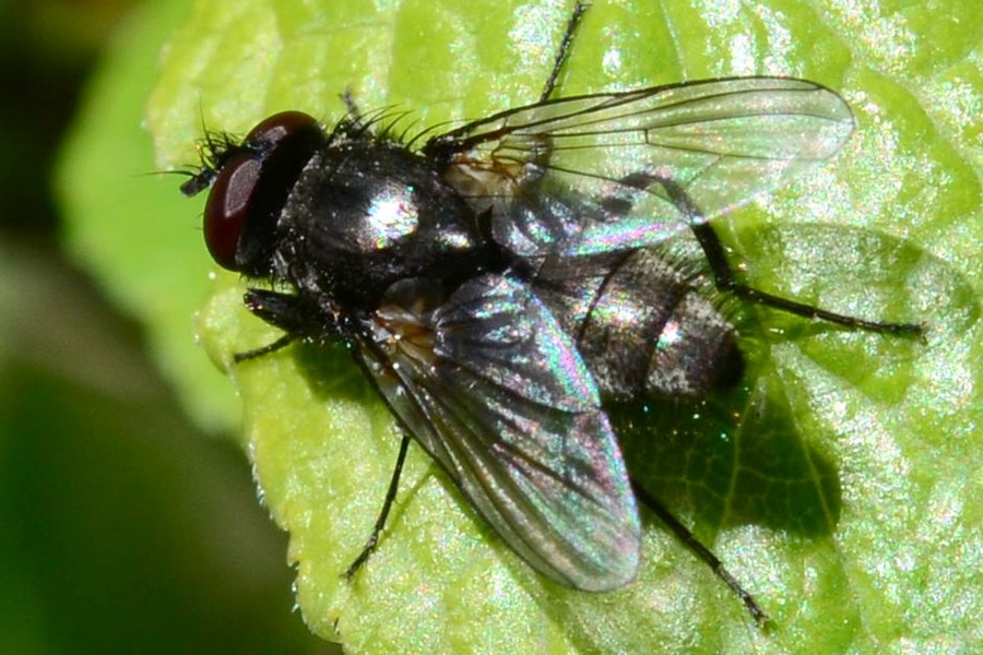 Hydrotaea dentipes