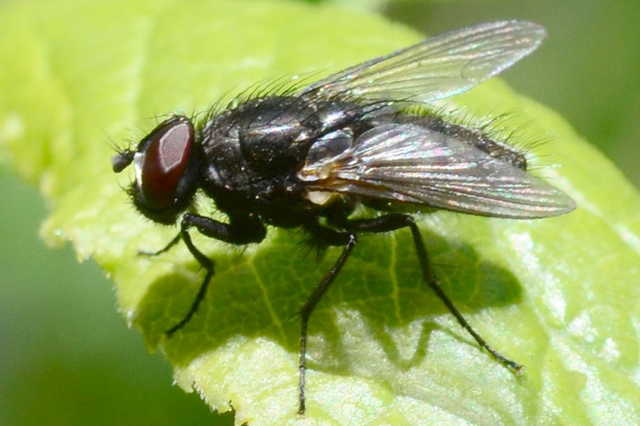 Hydrotaea dentipes