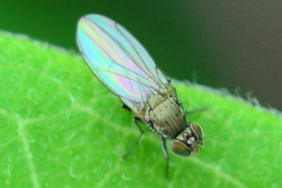 Hydrellia griseola