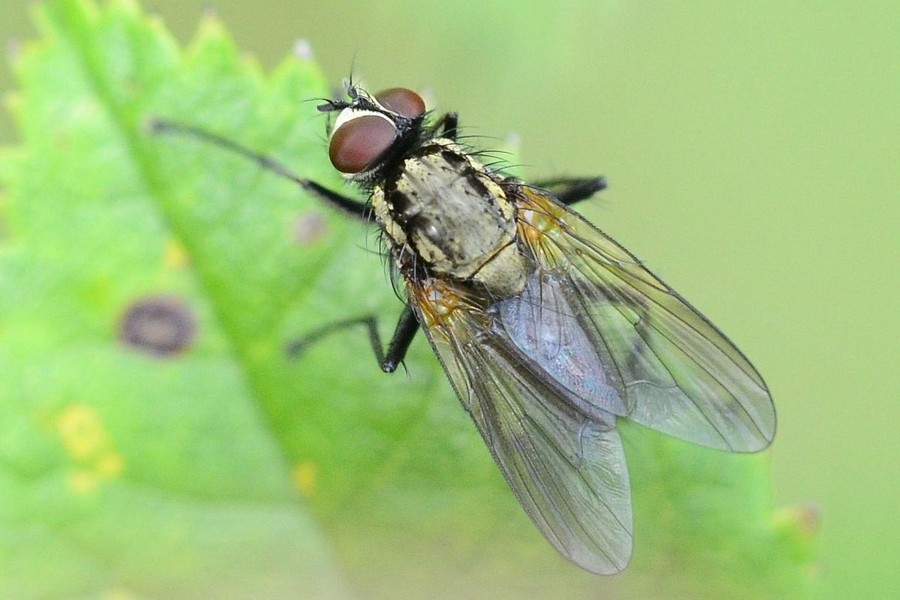 Hydrophoria lancifer