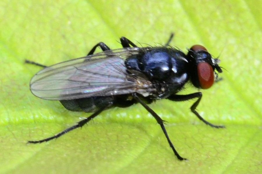 Hydrotaea diabolus