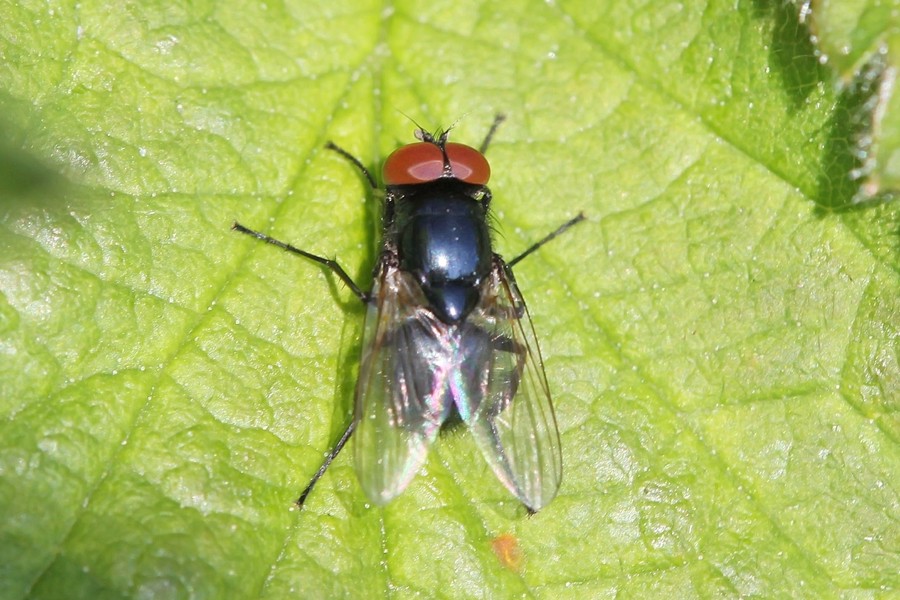 Hydrotaea ignava