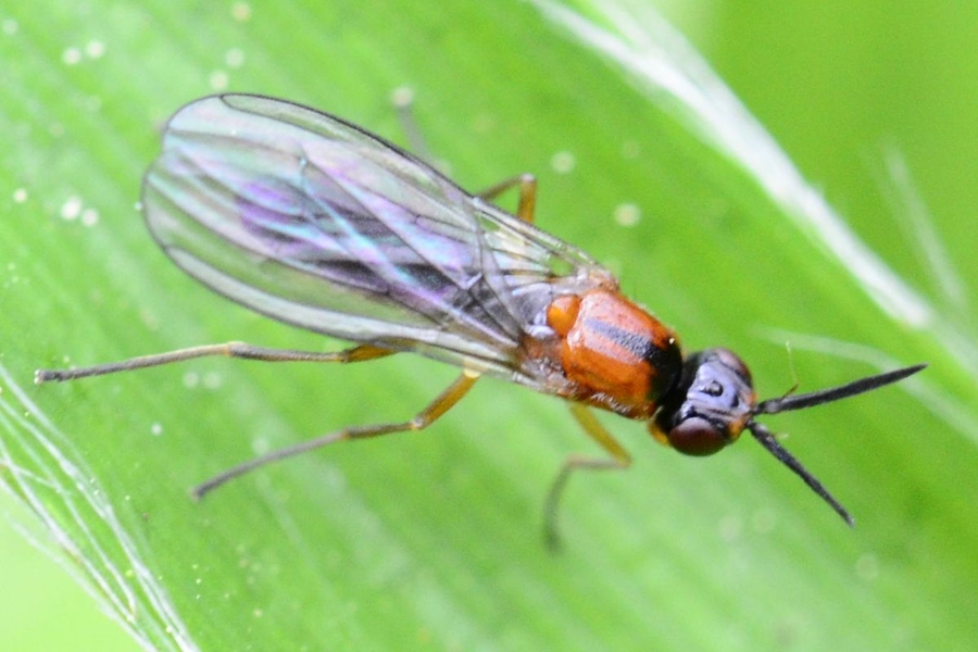 Imantimyia sylvatica