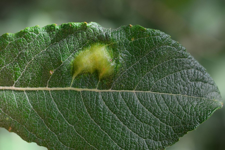 Iteomyia major