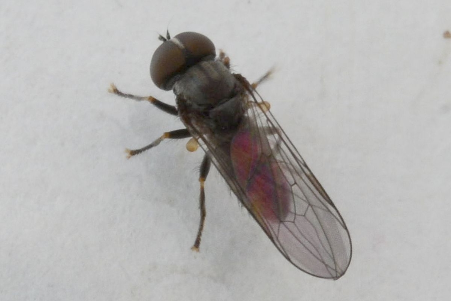 Jassidophaga fasciata