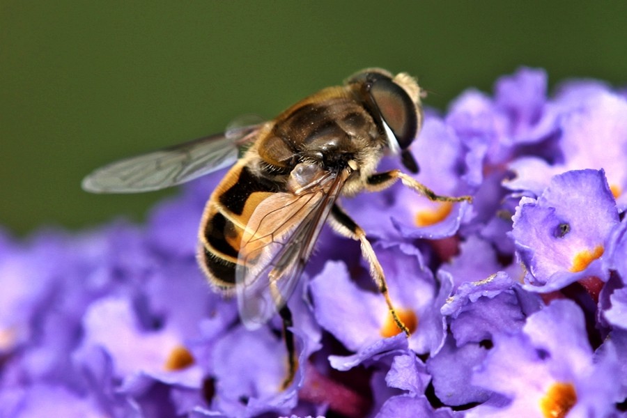 Kleine Keilfleckschwebfliege