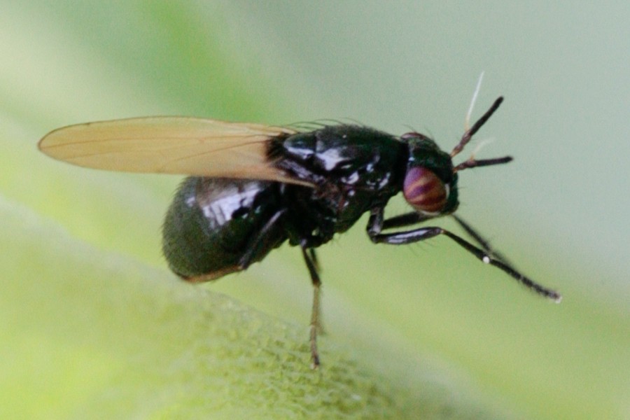 Lauxania cylindricornis