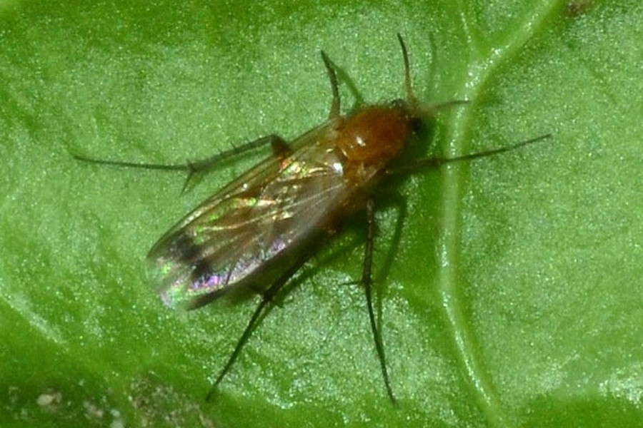 Leia fascipennis