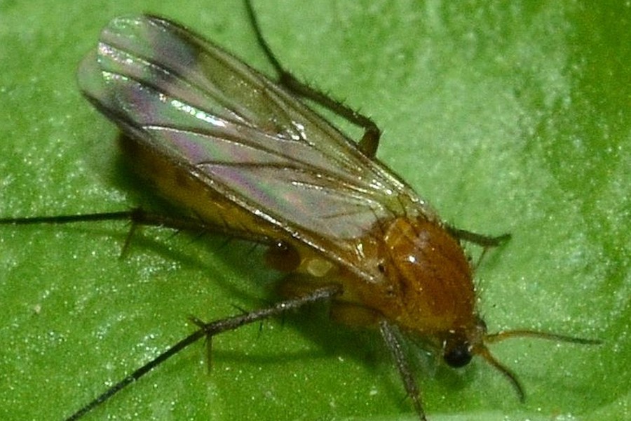 Leia fascipennis