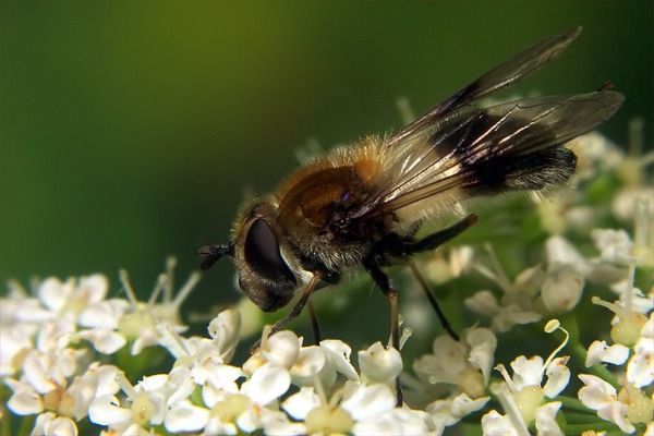 Leucozona lucorum