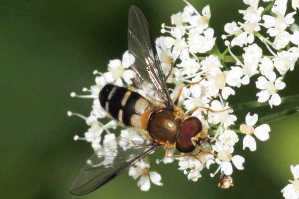 Leucozona glaucia