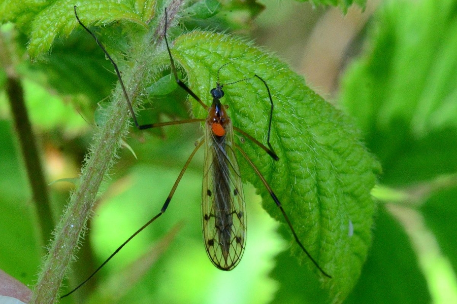 Limonia nigropunctata