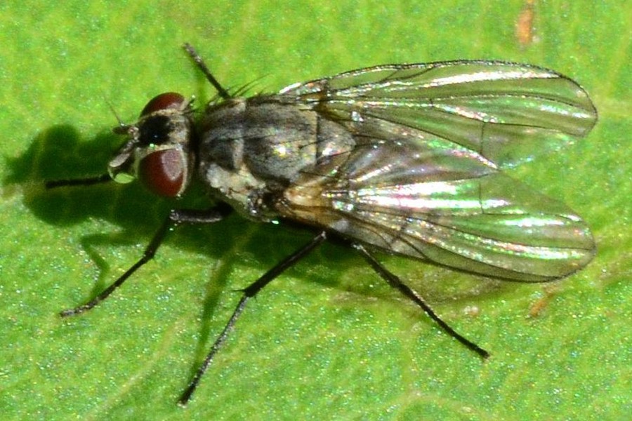 Limnophora triangula