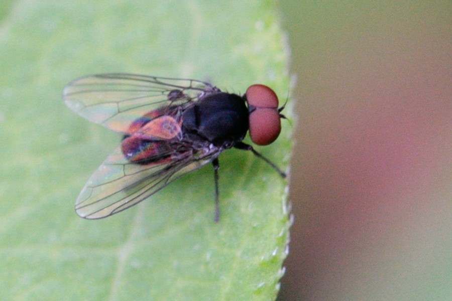 Lindneromyia dorsalis