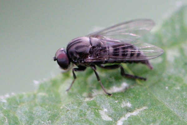 Lindneromyia dorsalis