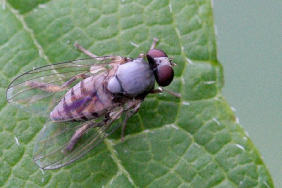 Lindneromyia hungarica