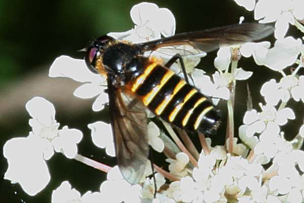 Lomatia sabaea