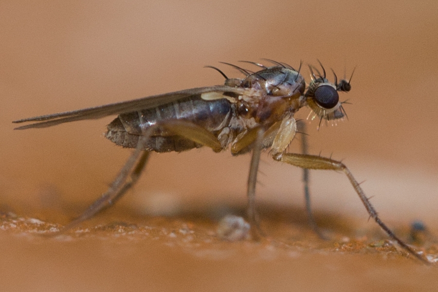 Lonchoptera lutea