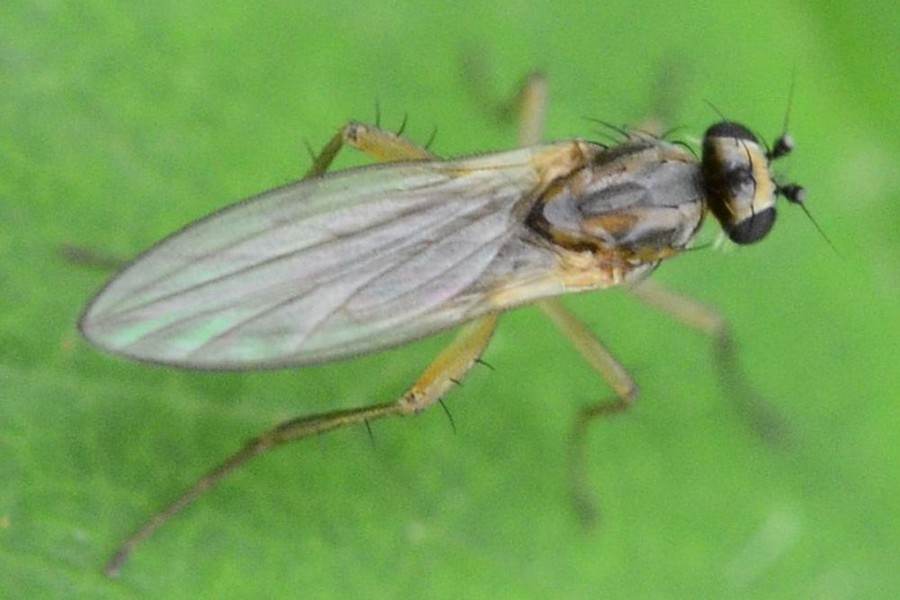 Lonchoptera lutea