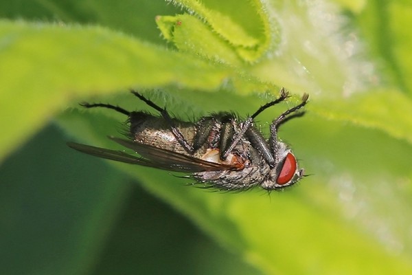 Macronychia griseola