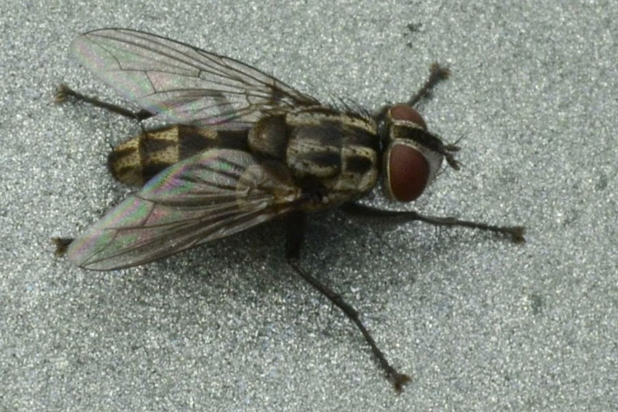 Macronychia polyodon