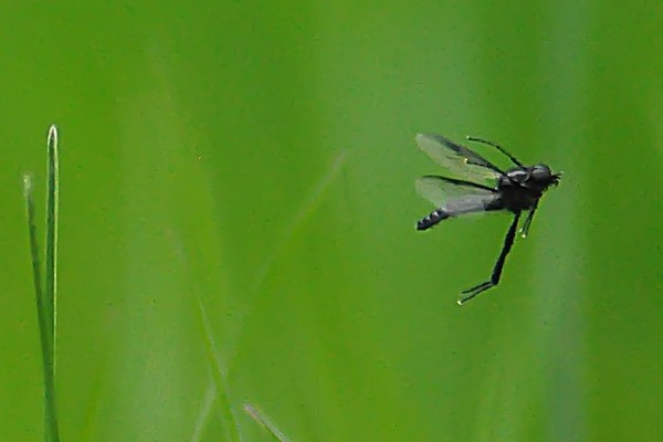 Märzfliege