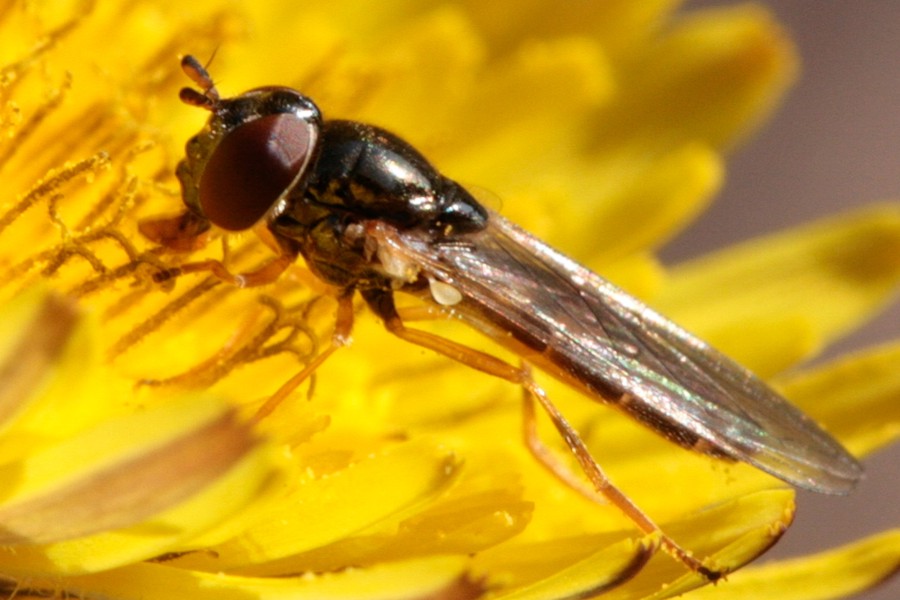 Matte Schwarzkopf-Schwebfliege