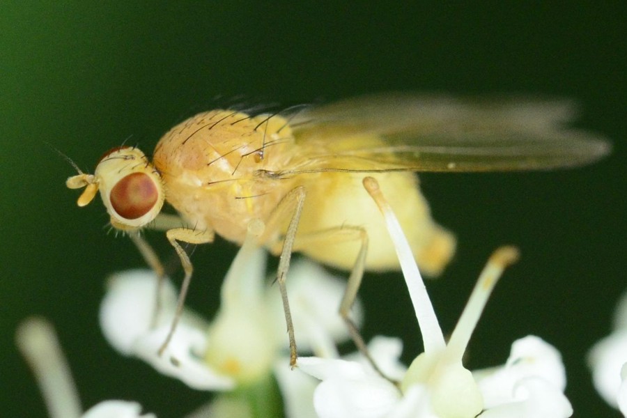 Meiosimyza platycephala