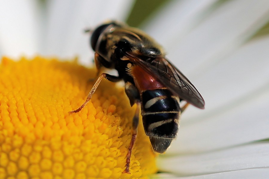 Merodon avidus