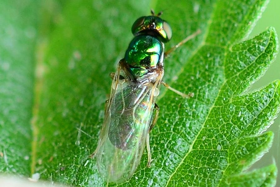 Microchrysa flavicornis