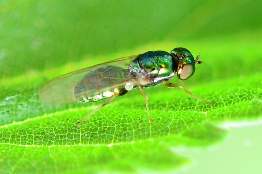 Microchrysa flavicornis