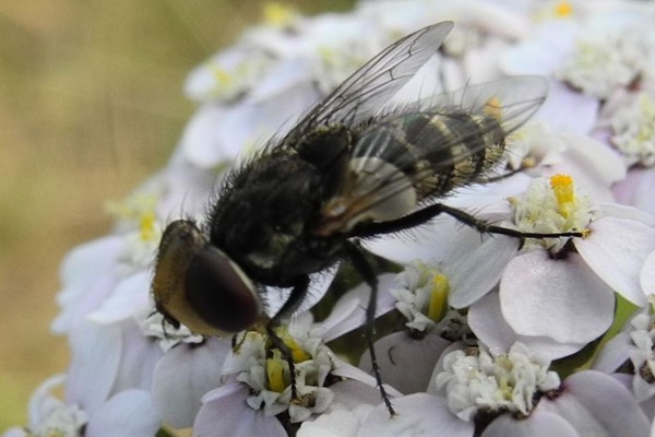 Miltogramma germari