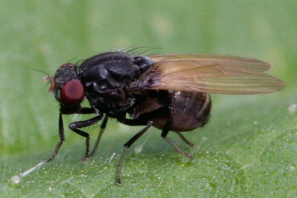 Minettia longipennis