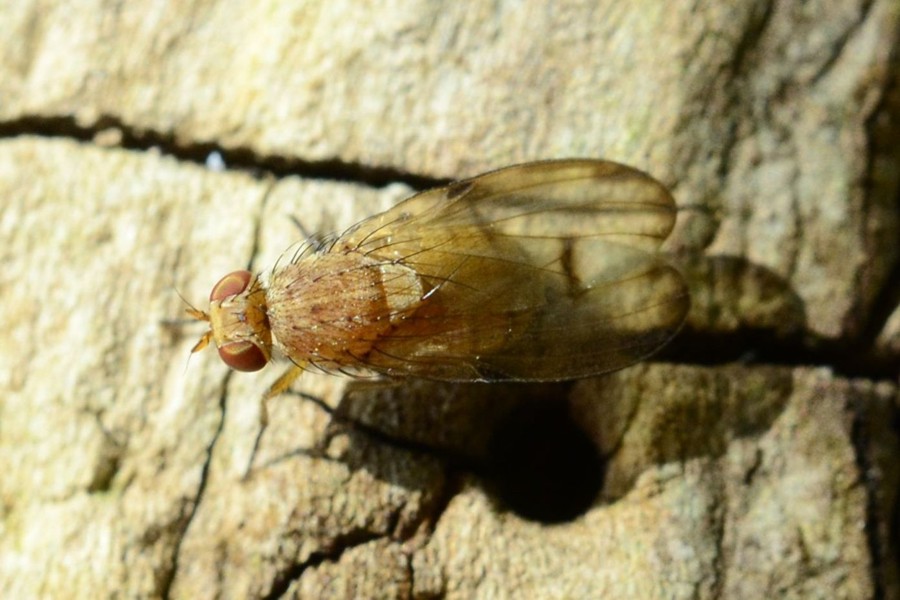 Minettia inusta