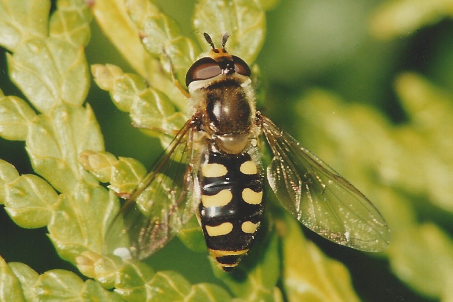 Mondfleck-Feldschwebfliege