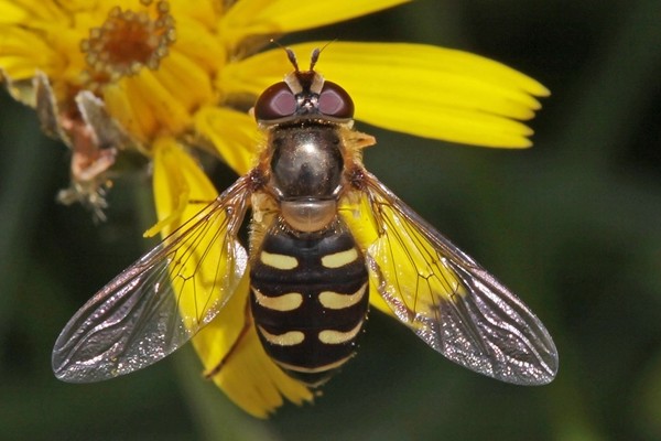 Mondfleckschwebfliege