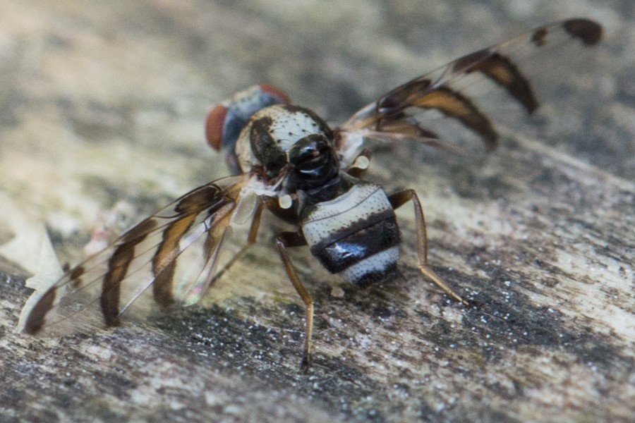 Myennis octopunctata